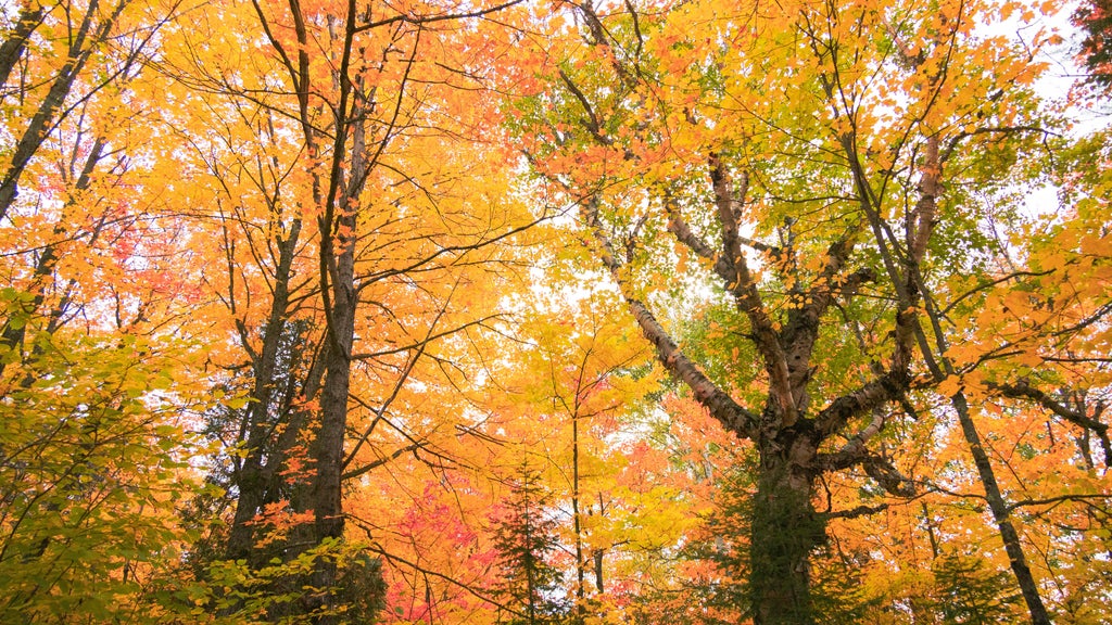 Summerlike weekend on tap in Twin Cities; fall returns early next week — WCCO / CBS Minnesota, Brooklyn Park Community news