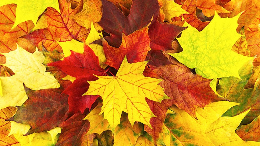Cooler, quieter fall weather returns Tuesday in the Twin Cities — WCCO / CBS Minnesota, Brooklyn Park Community news