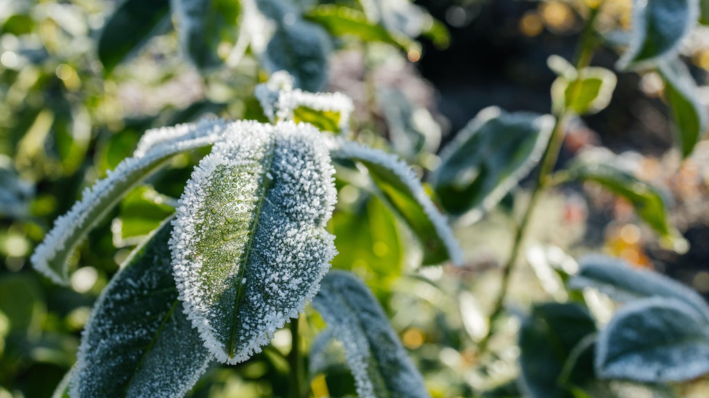 The first frost of the season is expected Saturday. Here's how to prepare your garden — WCCO / CBS Minnesota, Brooklyn Park Sports news