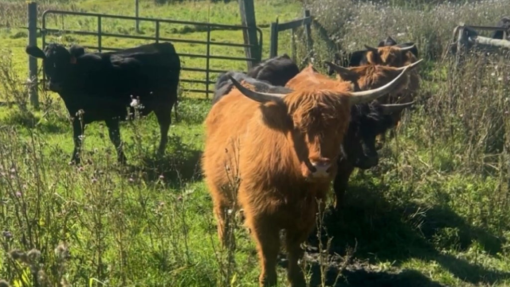 Minnesota farmer calls for thief to return nearly a dozen cows: "You're going to go to jail" — WCCO / CBS Minnesota, Brooklyn Park Community news