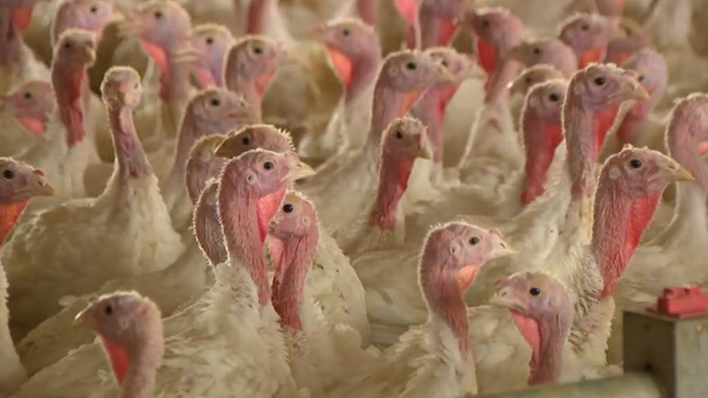 Bird flu confirmed in Barron County, Wisconsin, commercial poultry flock — WCCO / CBS Minnesota, Brooklyn Park Real Estate news