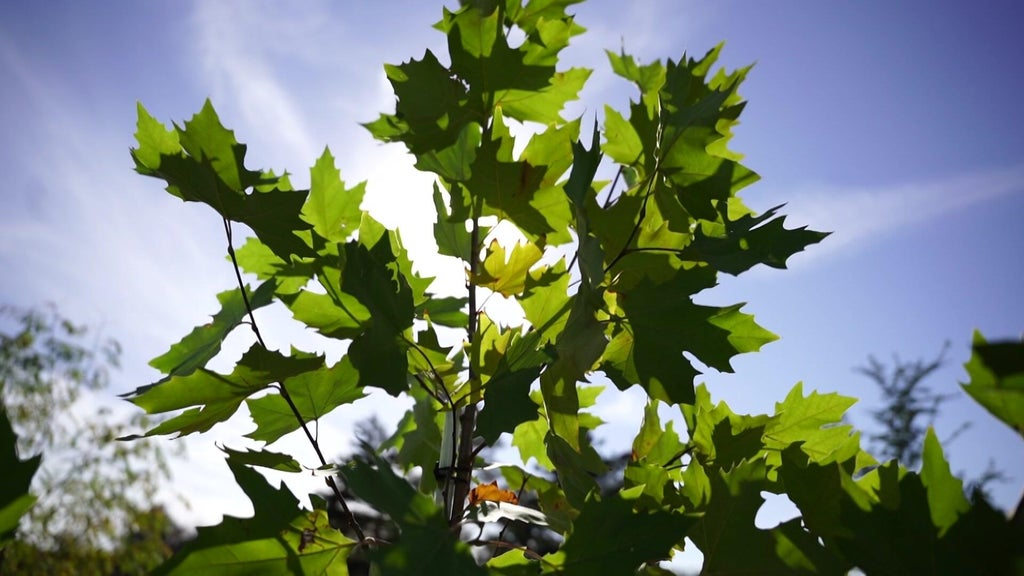 St. Paul city employees help plant trees at church in Rondo neighborhood — WCCO / CBS Minnesota, Brooklyn Park Real Estate news