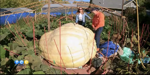Meet Minnesota’s Pumpkin King — KSTP 5, Brooklyn Park Community news