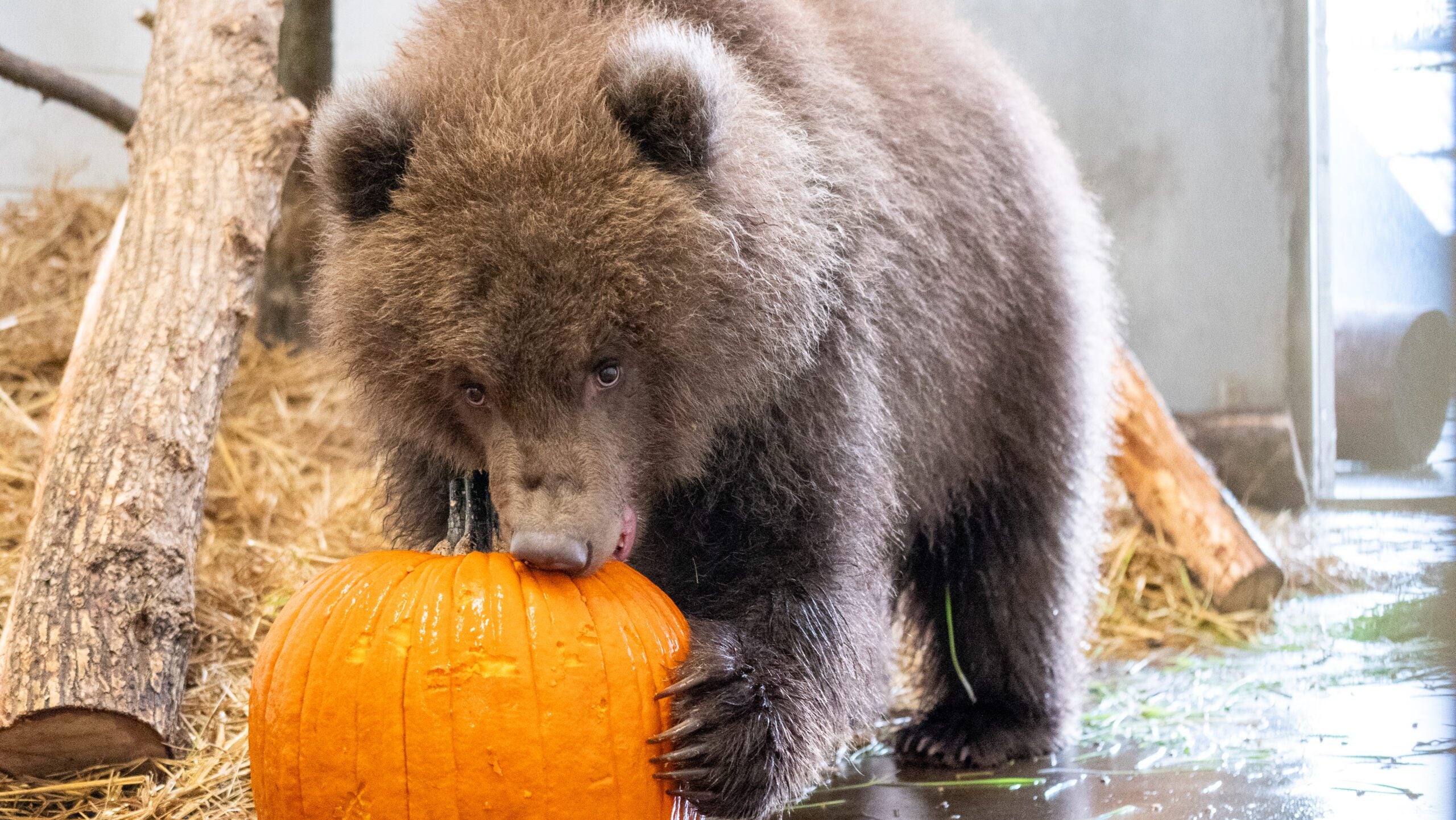 Minnesota Zoo welcomes 3 orphaned brown bear cubs rescued from Alaska — Brooklyn Park Health news