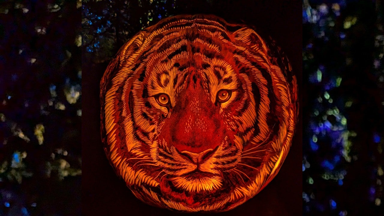 Behind the scenes of pumpkin carving at the Minnesota Zoo — KSTP 5, Brooklyn Park Arts news