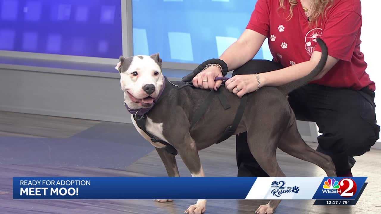 Moo at Southeast Volusia Humane Society is looking for a home — WESH 2 Orlando, Brooklyn Park Community news