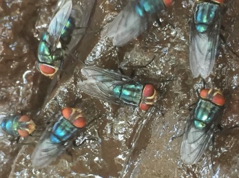 Odor complaints target Mexico’s screwworm fly facility — KFGO, Brooklyn Park Schools news
