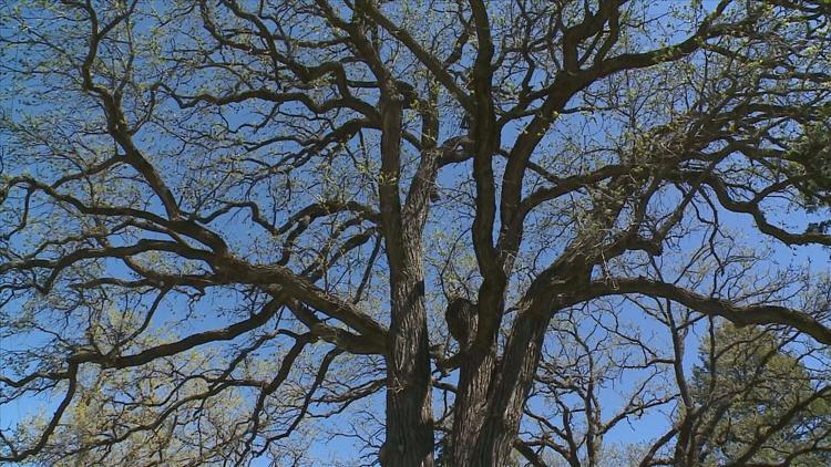 How to keep your oak trees healthy — KARE 11 Local, Brooklyn Park Health news