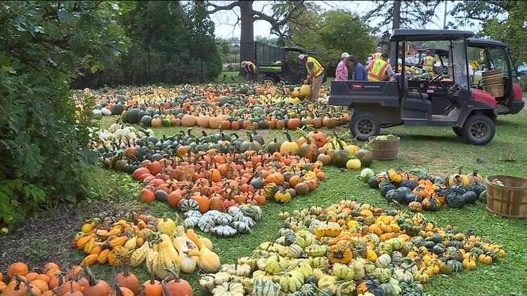 Pumpkin 101: Best to cook, carve & display — KARE 11 Local, Brooklyn Park Community news