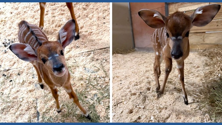 2 nyala born at Como Zoo — KARE 11 Local, Brooklyn Park Community news