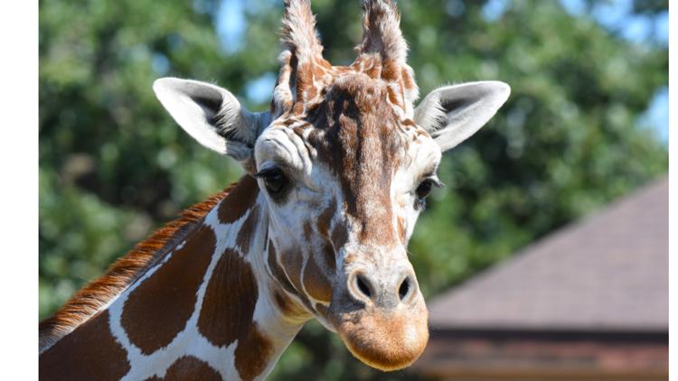 Como Zoo mourns loss of beloved giraffe, 'Skeeter' — Brooklyn Park Community news