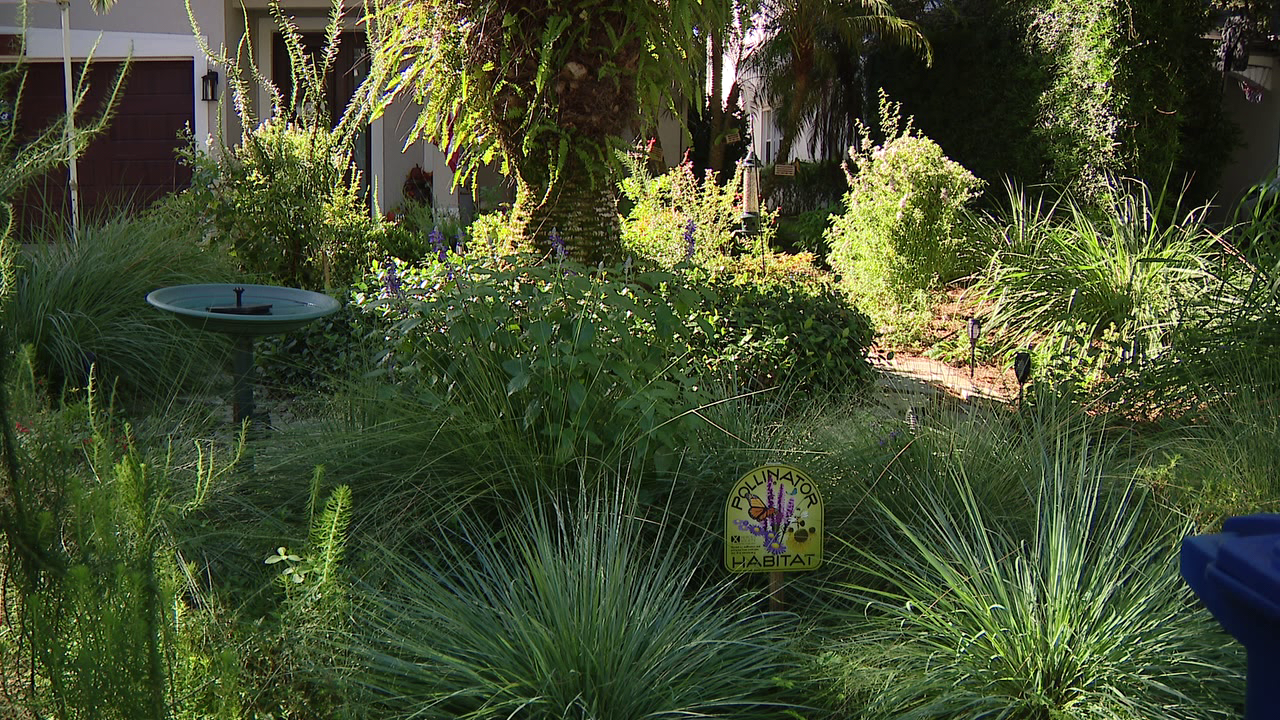 Florida city offers homeowners up to $3,000 to ditch thirsty grass — a move that slashes their water bills — FOX 9, Brooklyn Park Community news