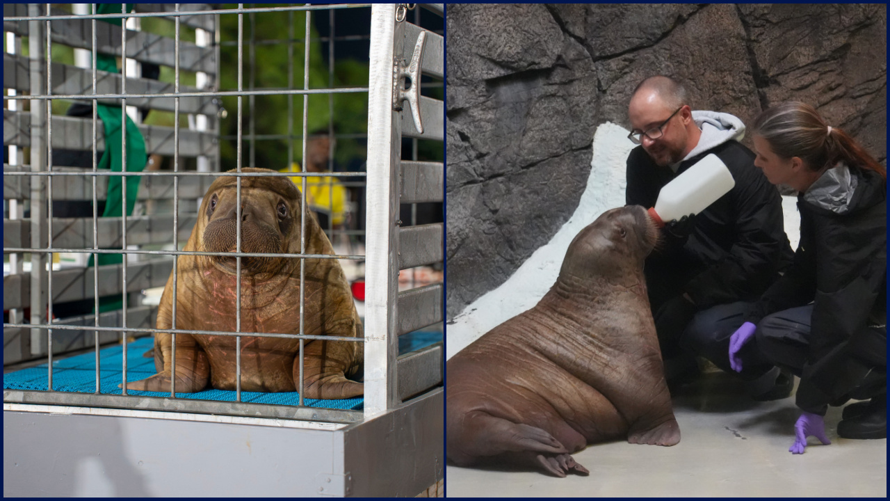 Orphaned baby walrus in Alaska flown 4,800 miles to new home in Florida — FOX 9, Brooklyn Park Community news