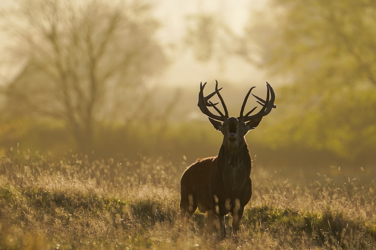 Deer-related crashes spike in the fall. Here's why. — FOX 9, Brooklyn Park Sports news