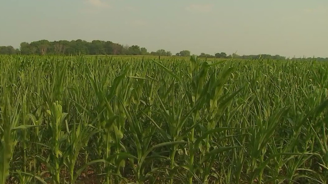 Minneapolis woman charged with swindling Minnesota farm grant — FOX 9, Brooklyn Park Community news