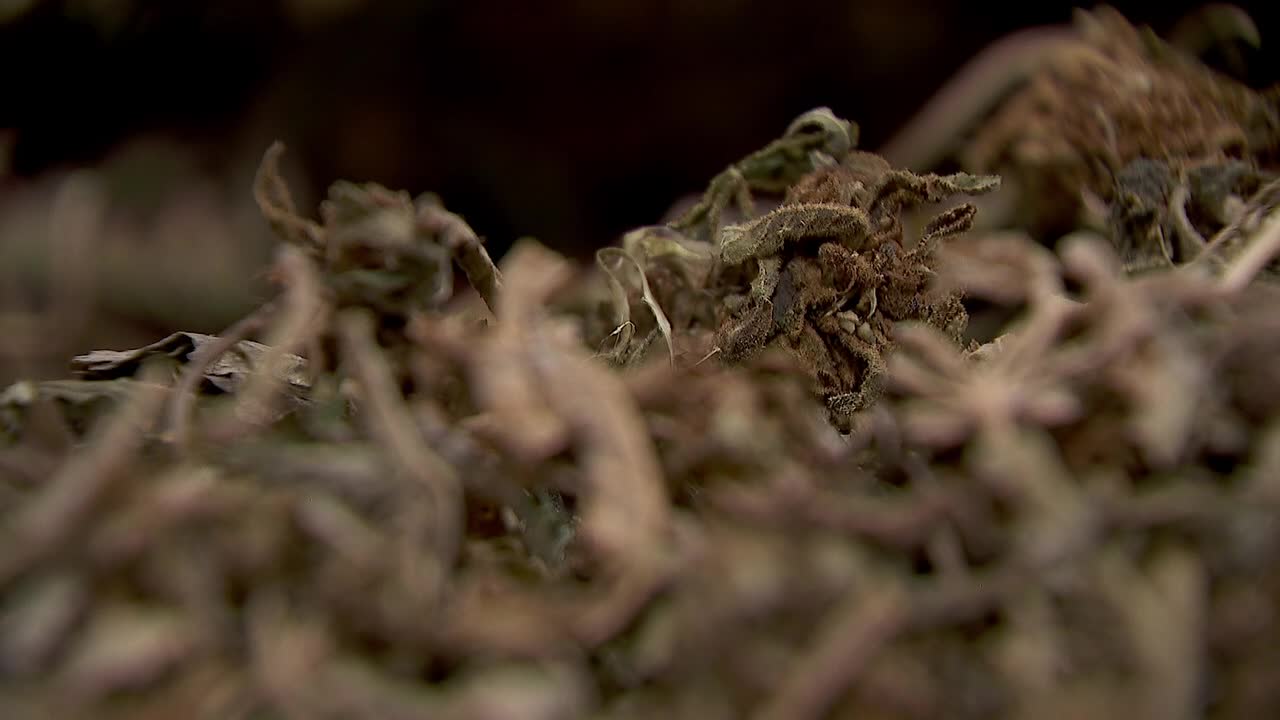 Hemp THC deadline hits $200 million industry, leads to layoffs, but liquor stores may maintain — FOX 9, Brooklyn Park Business news