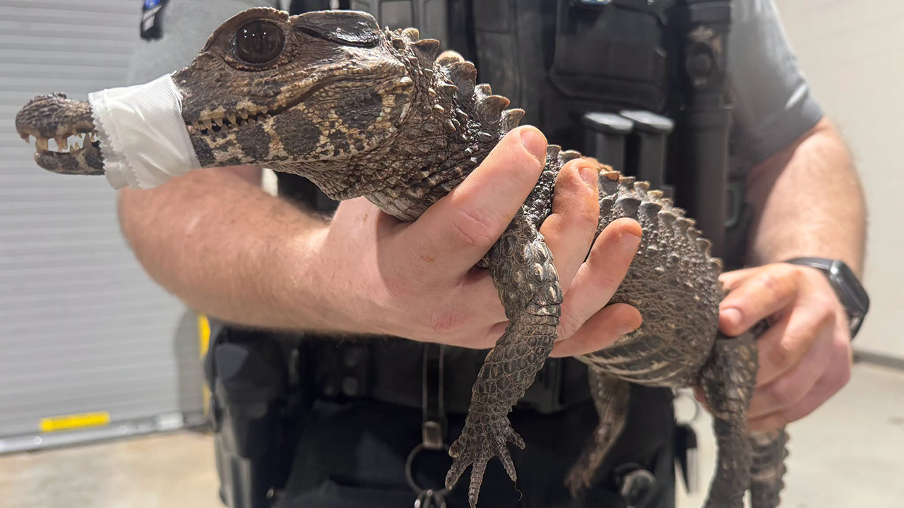 Watch: Deputies in Oklahoma capture escaped caiman after months on the loose — FOX 9, Brooklyn Park Community news